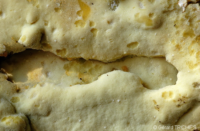 Poliporacea